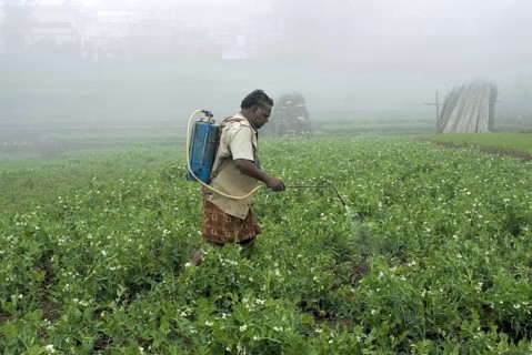 Workers spraying pesticides on vegetable crops in terraced field