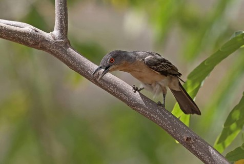 Northern Puffback