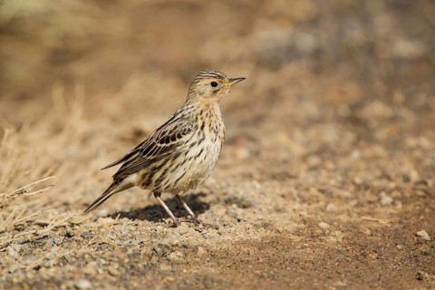 Red-throated Pipit