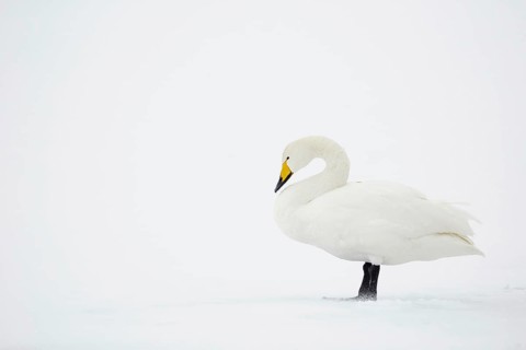 Adult whooper swan