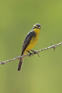 Yellow-browed tyrant