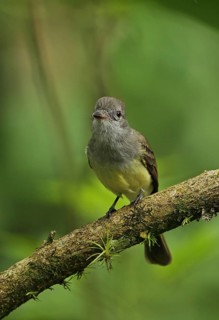Dark-fronted Flycatcher