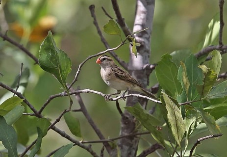 Exclamatory Paradise-whydah