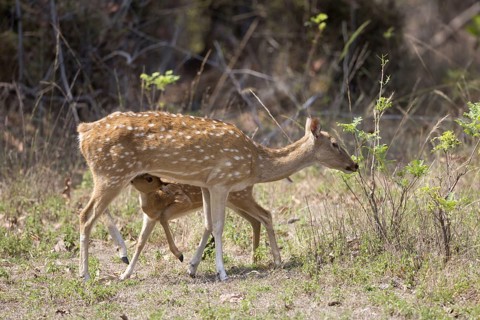 Spotted Deer