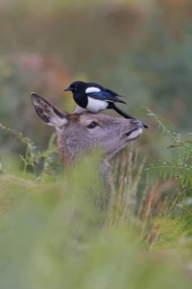 Red Deer