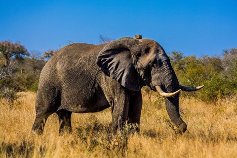 African elephant