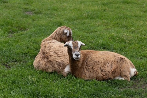 Two goats lying in the grass