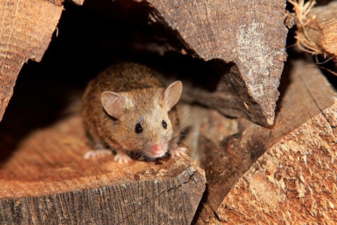 House Mouse