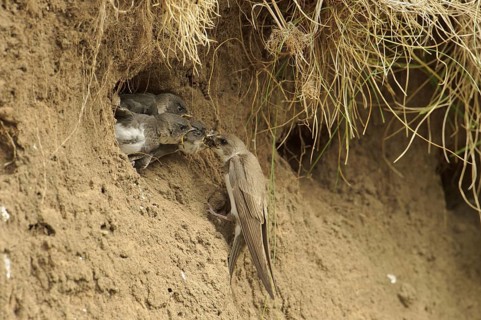 Sand Martin