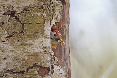 Lesser spotted woodpecker