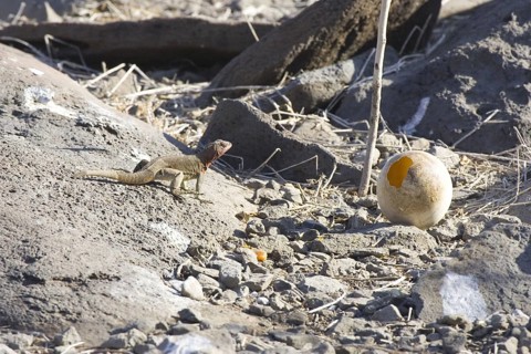Tropidurus delanonis