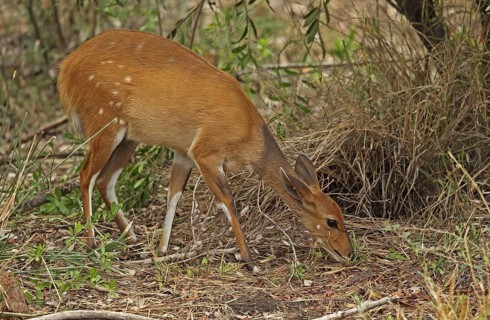 Southern Bushbuck