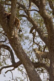 Pardusnian leopard leopards