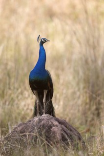 Indian indian peafowl