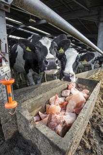 Holstein cattle