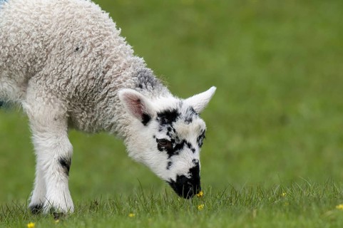 Domestic sheep