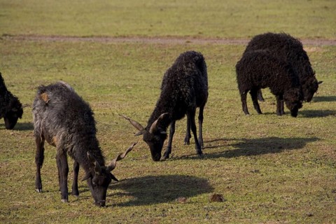 The Racka is a unique breed in which both ewes and rams have long spiral horns. The breed belongs to the zigzag type and originated in Hungary. The b