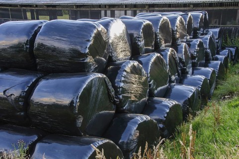 Black plastic-wrapped silage big bales