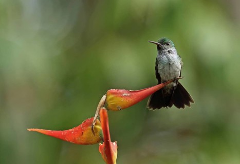 Blue-chested Hummingbird