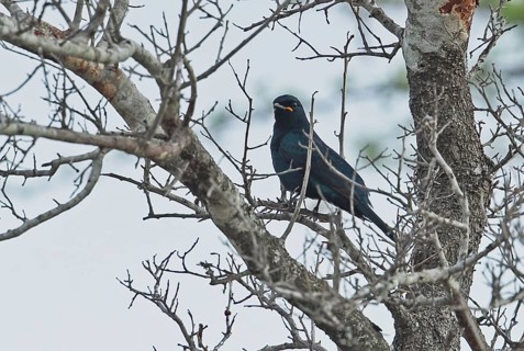 Black Cuckooshrike
