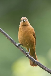 White-lined Tanager