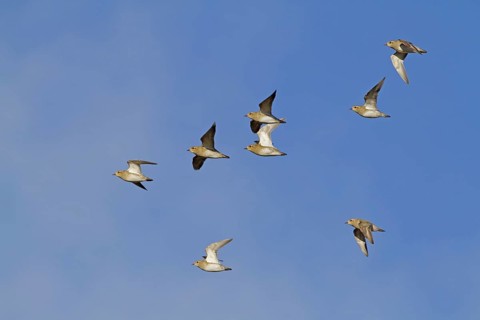 Eurasian Golden Plover