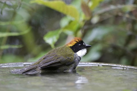 Chestnut-capped Bush Finch