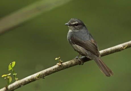 Adult dark blue flycatcher