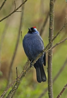 Adult diadem tanager