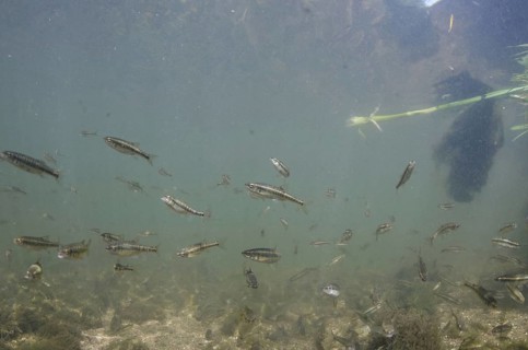Common Minnow