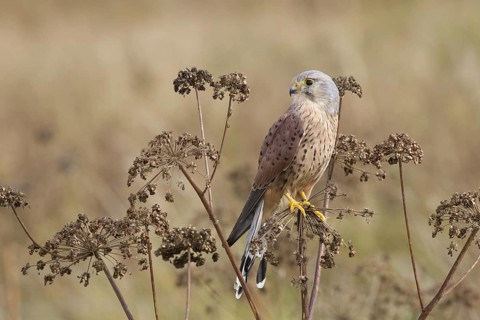 Common common kestrel