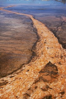 Thermophilic bacterial mats in Hotspring