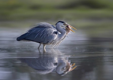 Grey Heron