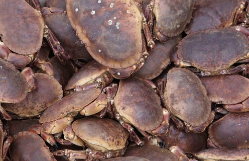 Edible Crab