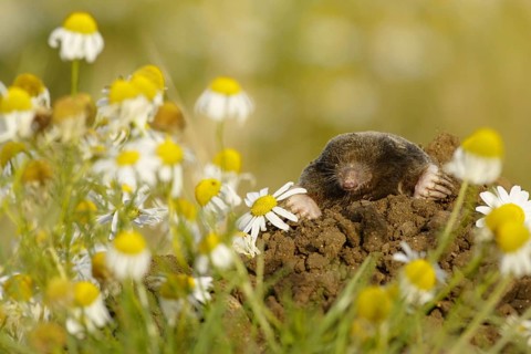 European mole
