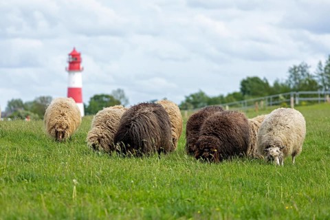 Norwegian sheep on the dike