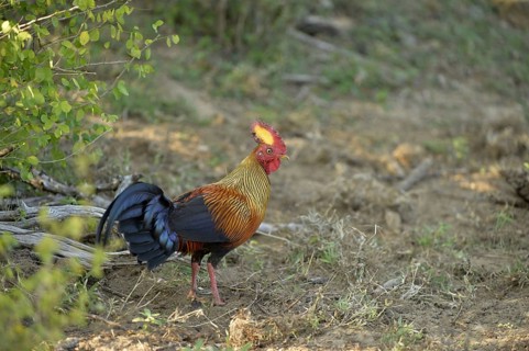 Gallus lafayettii