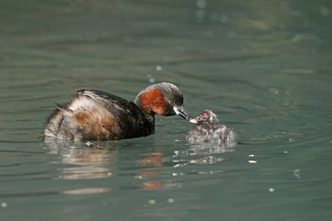 Little grebe