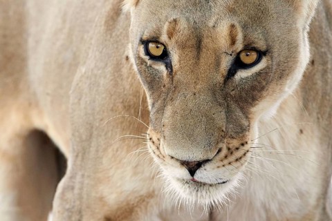 Transalvaal Lion