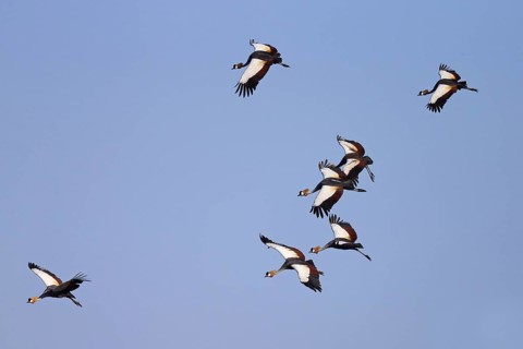 Grey Crowned-crane