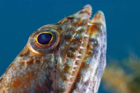 Varigated Lizardfish
