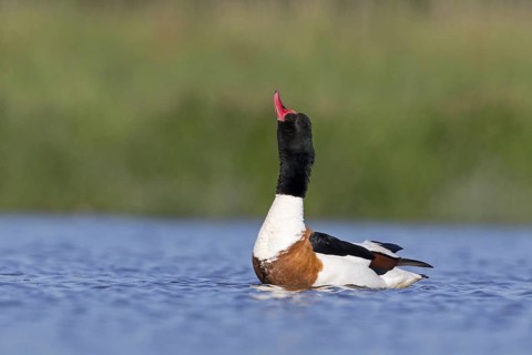 Common shelduck