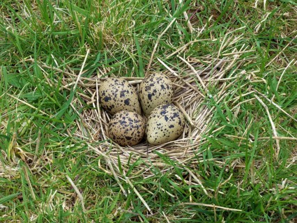Northern Lapwing