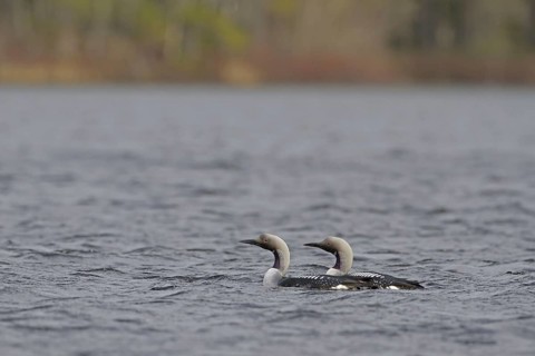 Black-throated Diver