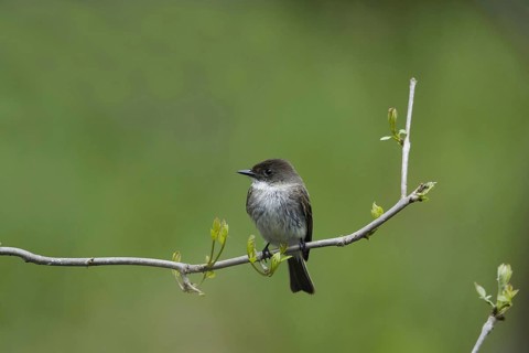 Eastern phoebe