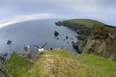 Atlantic Puffin