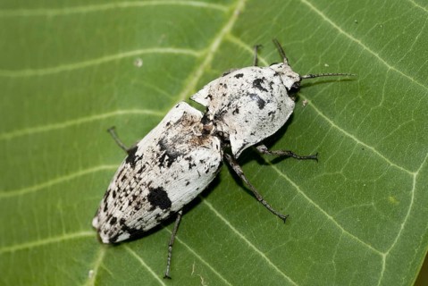 Click beetle