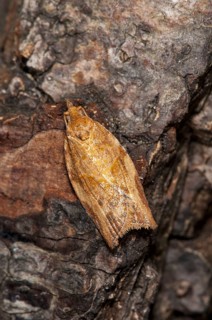 An orange example of the extremely variable light brown apple moth