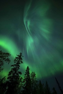 Aurora Borealis and stars over coniferous forest