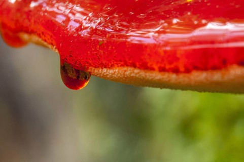 Close-up on the drops of blood trickling over the edge of a beefsteak fungus